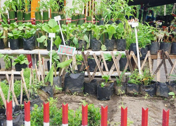 Memanfaatkan Pekarangan Rumah dengan Tanaman Obat Keluarga (TOGA), Ini Pesan Ari Iranda Pada Warganya!