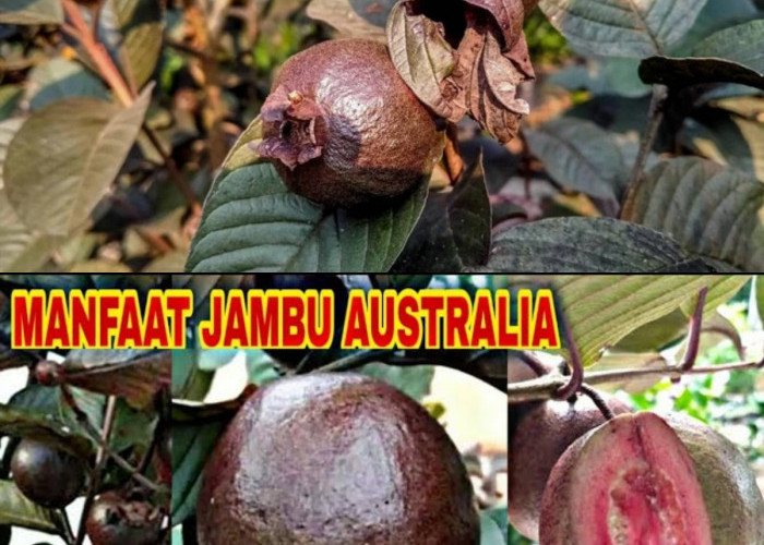  Mengenal Jambu Biji Ungu: Keunikan, Khasiat, dan Potensinya bagi Kesehatan
