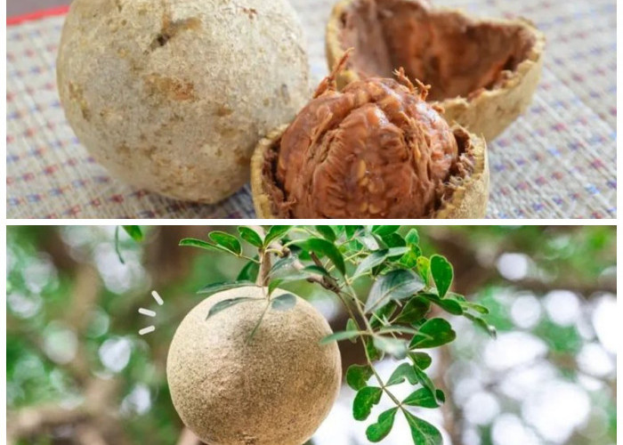 Manfaat Buah Kawista bagi Kesehatan: Si Buah Langka dengan Segudang Khasiat Tradisional!