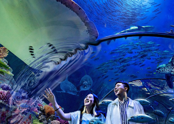 Wajib Banget Kamu Kunjungi! Inilah 5 Aquarium Terbesar di Indonesia
