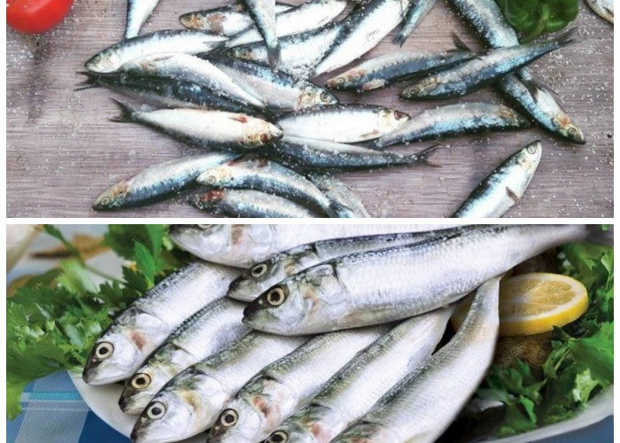 8 Manfaat dan Nutrisi Ikan Sarden: Ikan Laut Lezat yang Mudah Disiapkan!