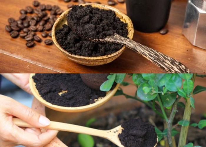  Jangan Langsung Dibuang, Ini 6 Kegunaan Ampas Kopi untuk Sehari-hari