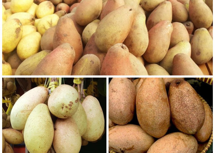 Manfaat Buah Kemang bagi Kesehatan: Si Asam Segar yang Kaya Gizi dan Khasiat Alami!