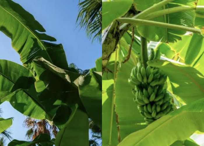 Sering Diabaikan! Berikut Manfaat Daun Pisang Kering