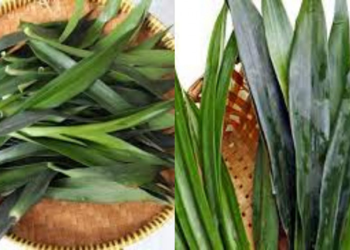 Jarang Diketahui Inilah 8 Manfaat Daun Suji Untuk Kesehatan Tubuh!