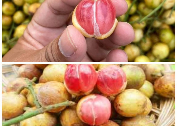 Khasiat Buah Menteng yang Jarang Diketahui: Manfaatnya untuk Kesehatan Tubuh