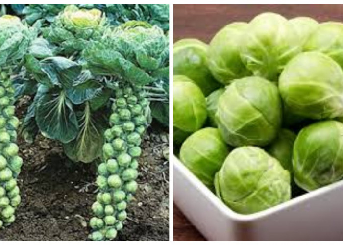 11 Kebaikan Brussel Sprout untuk Kesehatan, Cek disini