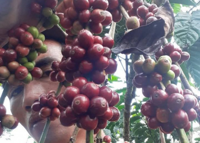 Dorong Peningkatkan Produksi Kopi Petik Merah