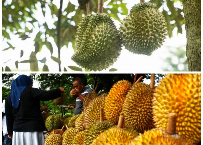 Melihat Kehebatan Durian: 6 Lokasi Terbesar Produksi Buah Durian di Indonesia!
