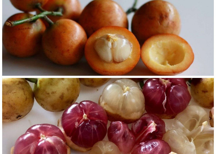 Buah Menteng: Si Kecil Asam Manis yang Kaya Nutrisi untuk Kesehatan,
