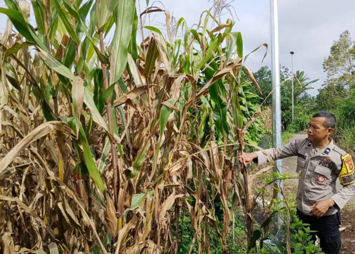 Dukung Astacita Presiden RI, Bhabinkamtibmas Monitoring Lahan Pangan di Pagar Alam