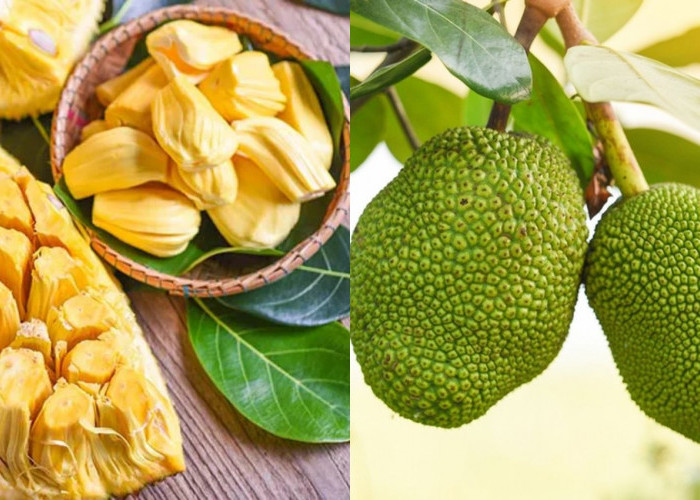 Fakta Menarik Buah Nangka, Lebih Dari Sekadar Buah Tropis