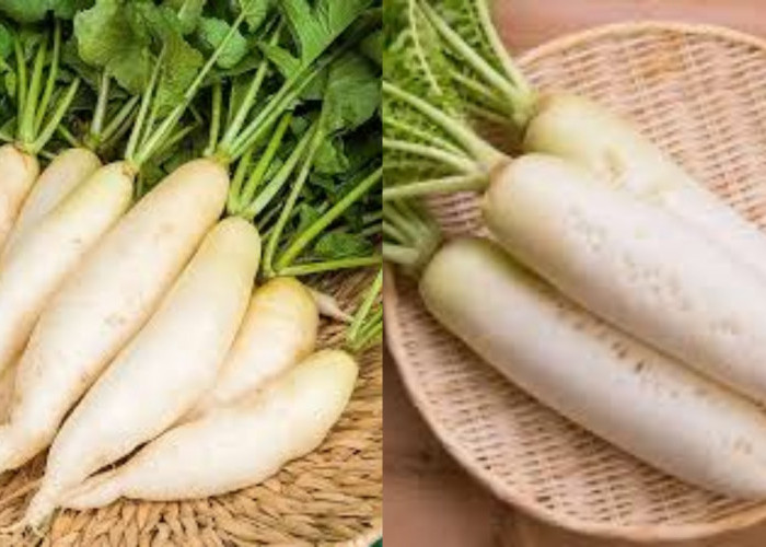 Kamu Harus Tahu! Ini 8 Manfaat Lobak Putih Untuk Kesehatan Tubuh 