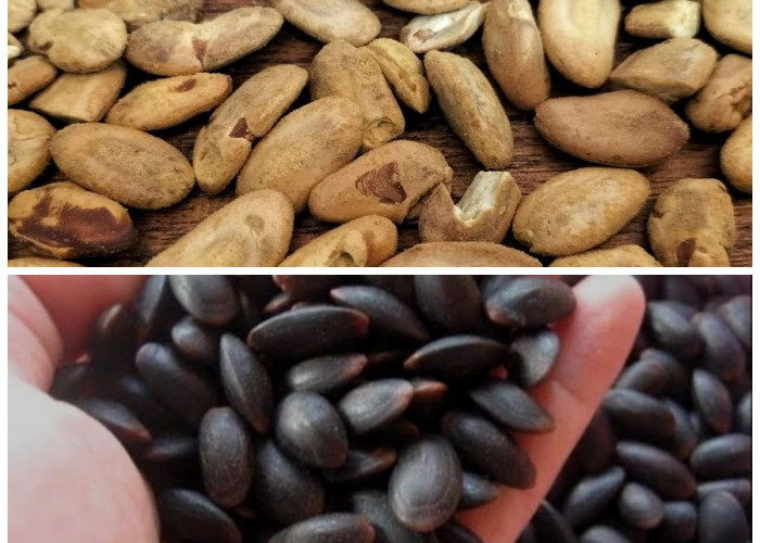 Manfaat Buah Kedawung untuk Kesehatan Tubuh, Si Kecil dengan Segudang Khasiat Alami