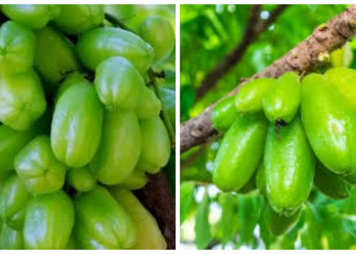 7 Manfaat Belimbing Wuluh untuk Kesehatan: Dari Jerawat hingga Peradangan