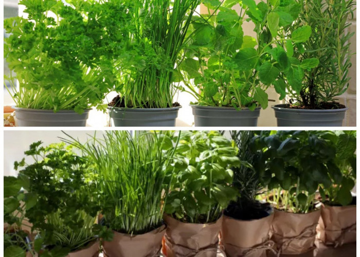 Hadirkan Kesegaran di Meja Masak: 5 Tanaman Herbal Ini Bisa Tumbuh Subur di Dapur dan Langsung Petik!