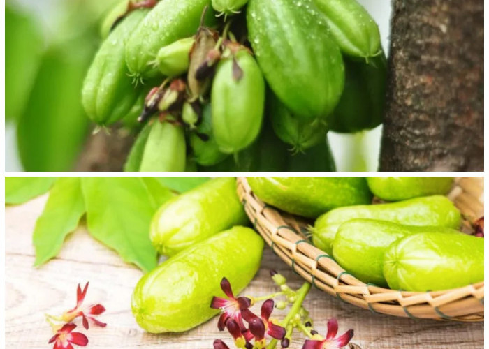 Khasiat Belimbing Wuluh: Solusi Alami untuk Jerawat dan Redakan Peradangan!