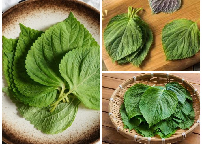 Inilah 5 Manfaat Daun Perilla untuk Kesehatan yang Jarang Diketahui!