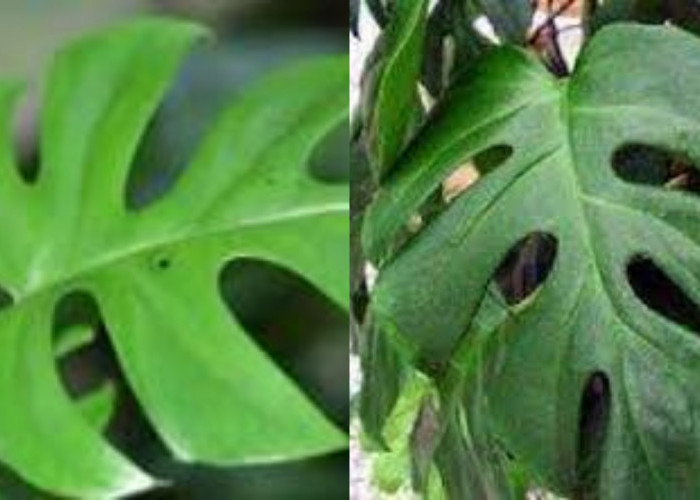 Yuk Ketahui Teryata Ini Guys Manfaat Dari Daun Ekor Naga Yang Luar Biasa!