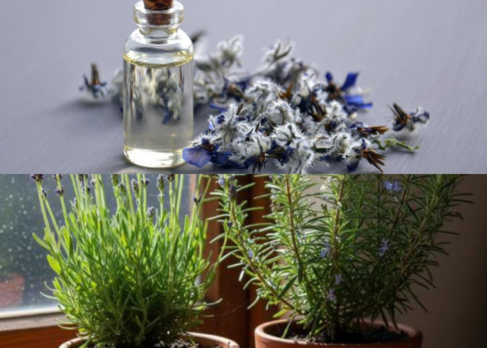 7 Tanaman Pengharum Ruangan Alami Ini Bikin Rumah Wangi Semerbak dan Lebih Sehat