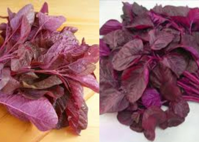 Yuk Ketahui Manfaat Bayam Merah! Sayur Murah Kaya Nutrisi Yang Sering Diremehkan