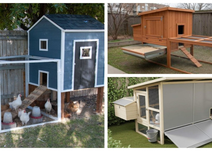 7 Inspirasi Desain Kandang Ayam : Solusi Cerdas Bebas Bau dan Tetap Estetik