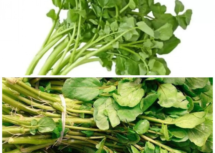 Jarang Disadari, Ini 9 Manfaat Hebat Selada Air bagi Kesehatan