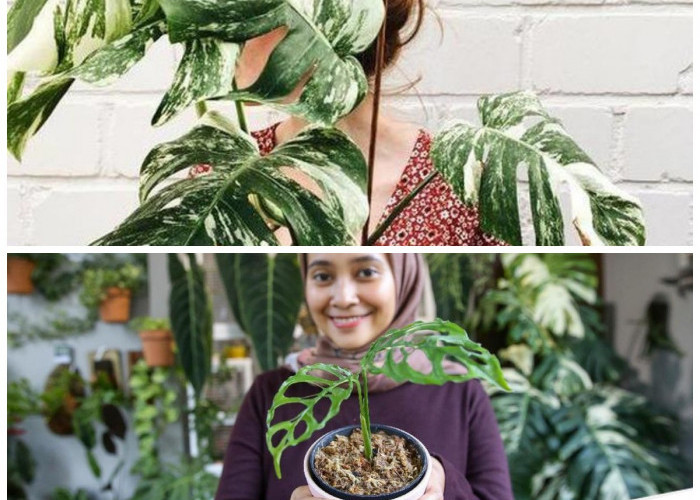 Rahasia Perawatan Janda Bolong Supaya Tumbuh Rimbun dengan Daun Sehat dan Mengilap