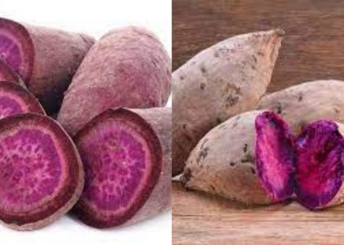 Yuk Intip! 8 Manfaat Ubi Ungu Untuk Kesehatan dan Cara Mengolahnya