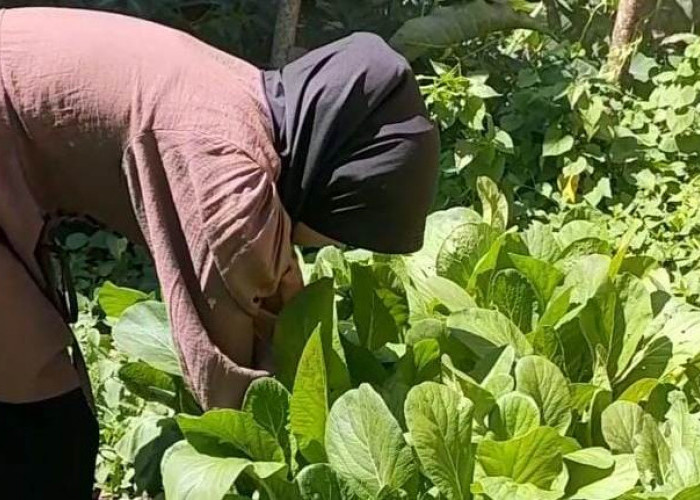 Dongkrak Ekonomi, Penuhi Kebutuhan Keluarga, KWT Dusun Talang Darat Hasilkan Sayuran Secara Mandiri