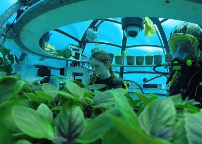Percaya Atau Tidak, Peneliti Kembangkan Nemo Garden Pertanian Masa Depan