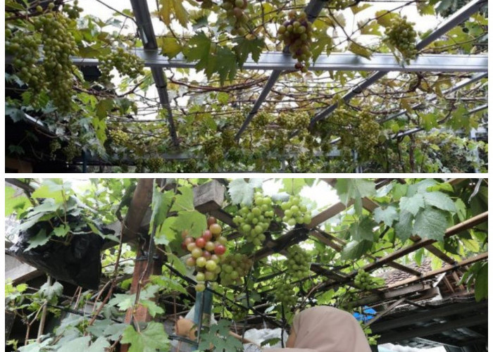 Teras Makin Estetik! 10 Ide Kebun Anggur Bergaya Mediterania untuk Rumah