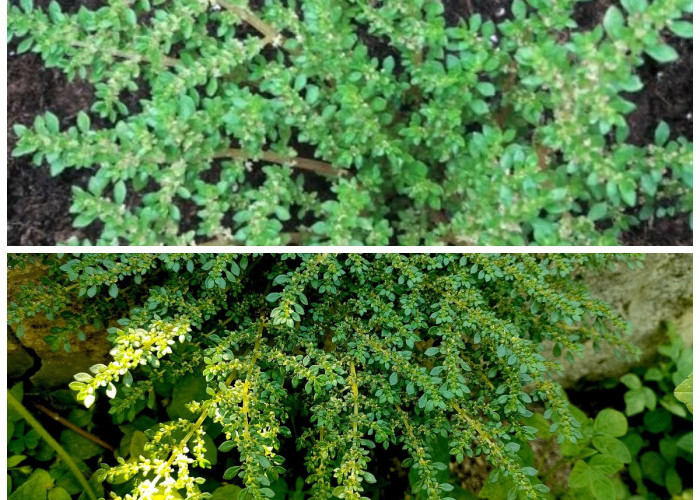 Jangan Diremehkan! Ketumpangan Air (Pilea Microphylla) Ternyata Menyimpan Banyak Manfaat Kesehatan