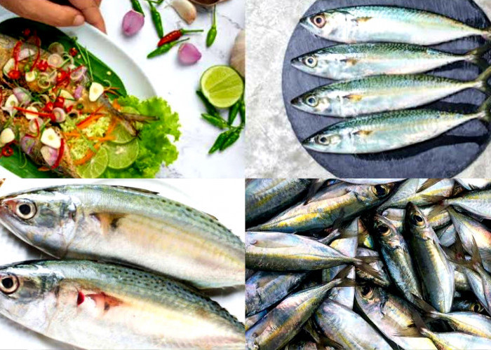 Pesaing Ikan Salmon? Olahan Ikan Kembung Enak Kaya Nutrisi