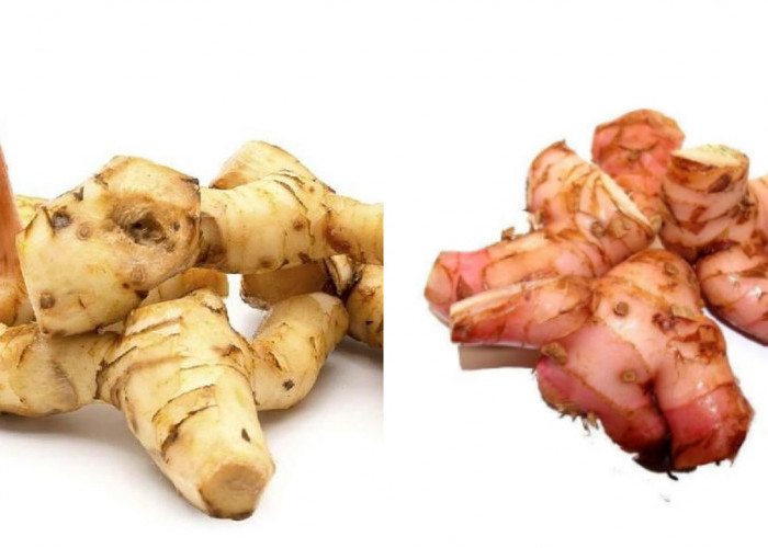 Inilah 7 Manfaat Lengkuas Untuk Kesehatan Tubuh Yang Jarang Diketahui!