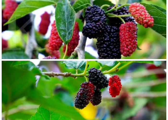 Buah Murbei dan Manfaatnya bagi Kesehatan, Superfood Alami yang Jarang Diketahui