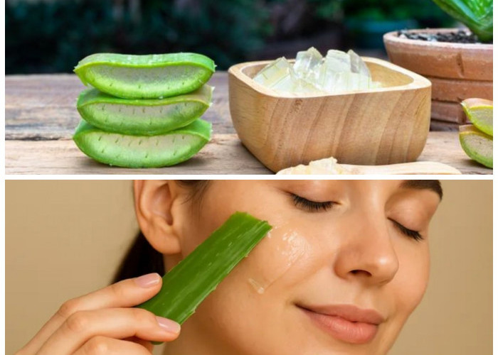 Manfaat Lidah Buaya yang Jarang Diketahui: Rahasia Alami untuk Kulit Sehat dan Tubuh Fit