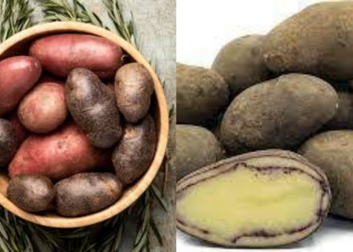 Kamu Harus Tahu! Inilah Manfaat Kentang Hitam Yang Jarang Diketahui