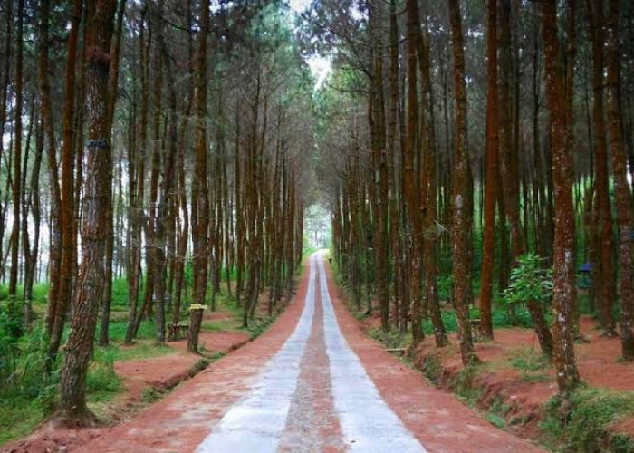 Berasa Ingin Balik Lagi, Destinasi Wisata Hutan Pinus Kragilan!