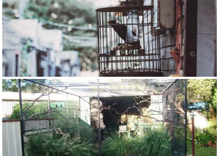 Inspirasi Kandang Burung Sederhana tapi Menarik, Cocok untuk Pecinta Burung Hias