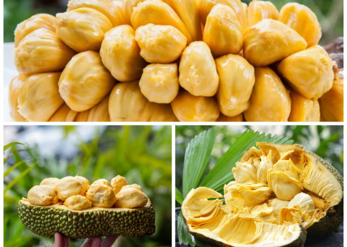 Manfaat Cempedak untuk Kesehatan: Buah Tropis dengan Segudang Khasiat Alami!