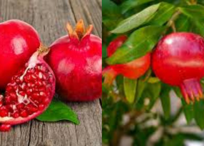 Makan Delima Tiap Hari? Ini 10 Manfaat Luar Biasa Untuk Kesehatan Yang Kamu Dapatkan