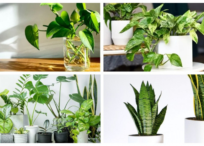 Segarkan Udara Rumahmu! 6 Tanaman Hias Ampuh Menyerap Polusi yang Wajib Dimiliki
