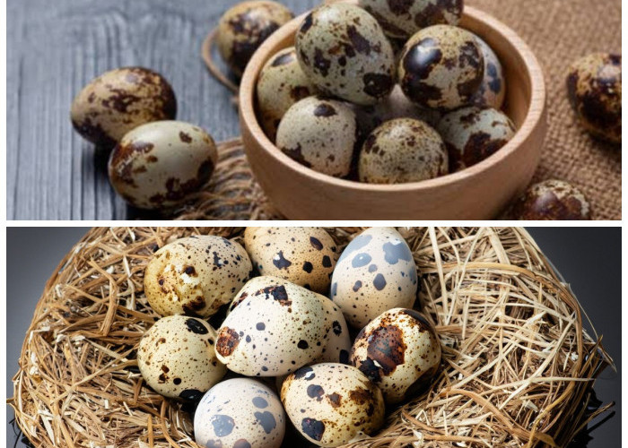Telur Puyuh: Kecil Namun Kaya Manfaat untuk Tubuh, Sudah Tahu?