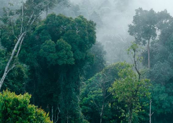 Ini 7 Misteri dan Sejarah Hutan Kalimantan, Salahsatunya Kaya Biodiversitasinya
