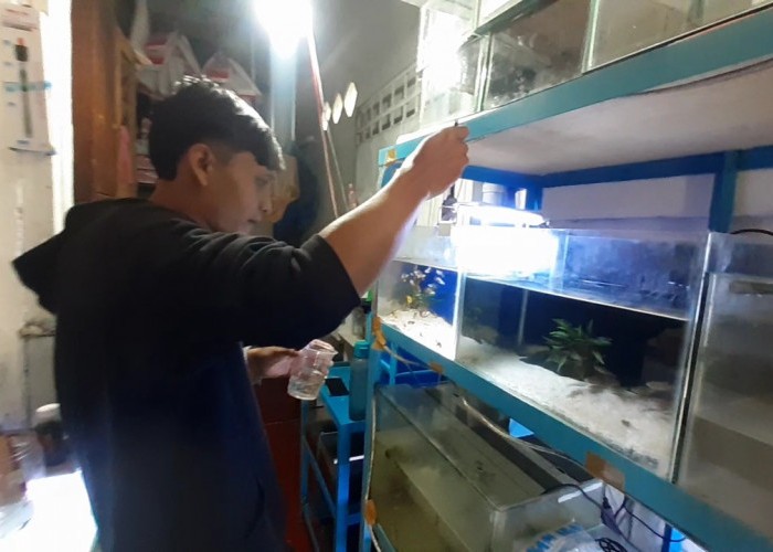 Berkah Ramadhan Penjual Ikan Hias di Pagar Alam, Raup Pendapatan Lebih