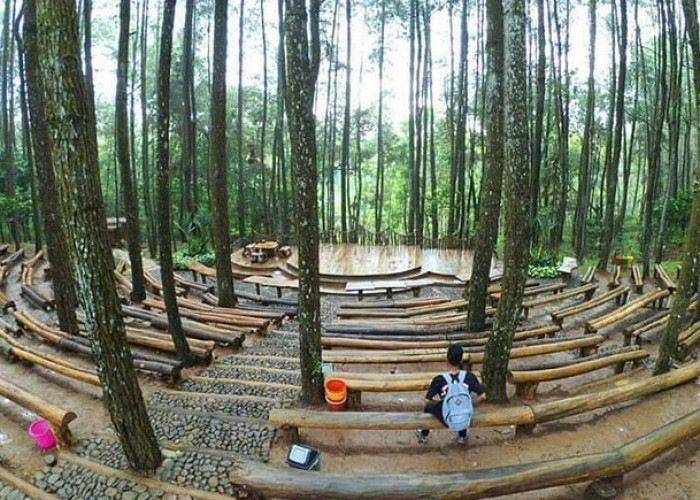 6 Rekomendasi Lokasi Wisata Hutan Pinus Di Yogyakarta