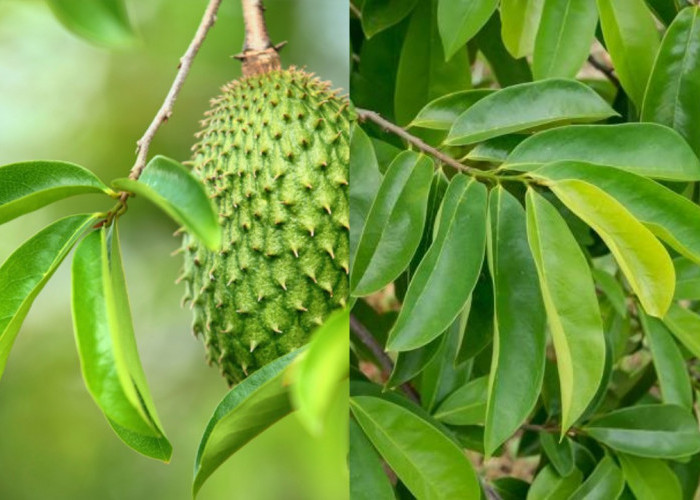 Nah Ini Dia! Sebuah Manfaat Daun Sirsak dan Cara Mengonsumsinya