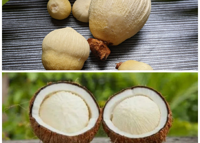 Jangan Langsung Dibuang, Ini Deretan Manfaat Kentos Kelapa bagi Tubuh