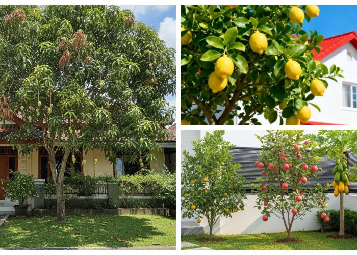 Rekomendasi Tanaman Buah Cantik untuk Depan Rumah yang Mudah Dirawat, Bikin Taman Makin Segar